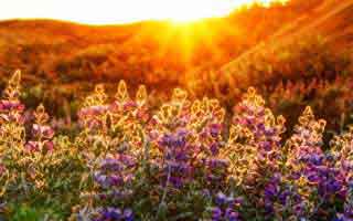 pizza: Its Future and The Revolution Brewing